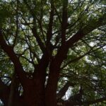 IMG 20260605 WA0015