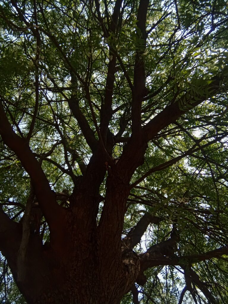 अन्नासाठी मनुष्याशी मैत्री…..